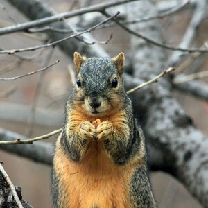 For The Squirrels: Four Bags Of Peanuts And A Song