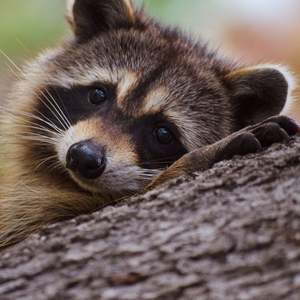 You May Be A Raccoonkin! (Test Included!)